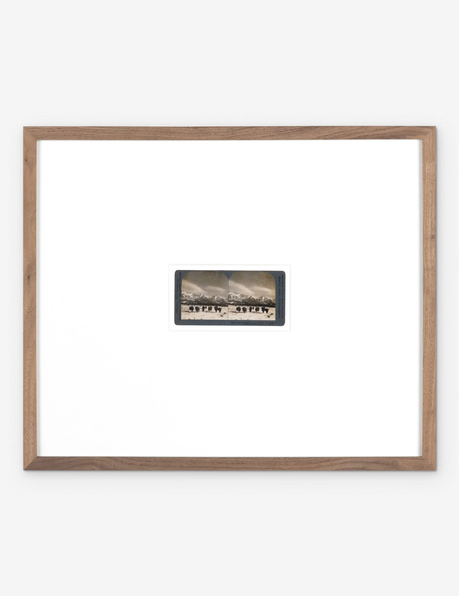 Monarch Of The Plain Photography Print By Gold Rush Art Co