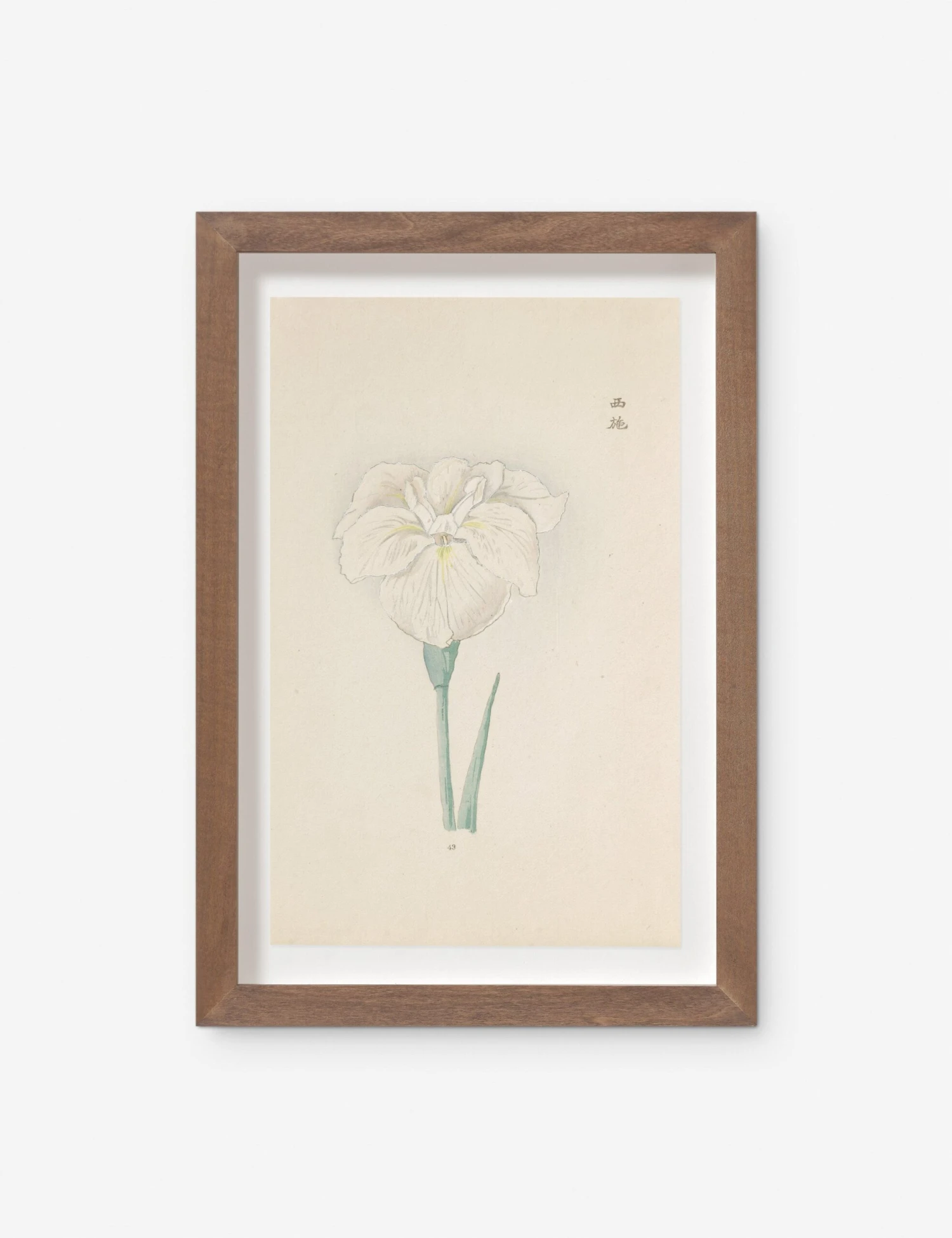 Vintage Japanese Iris No. 43 Wall Art By Miyoshi Manabu