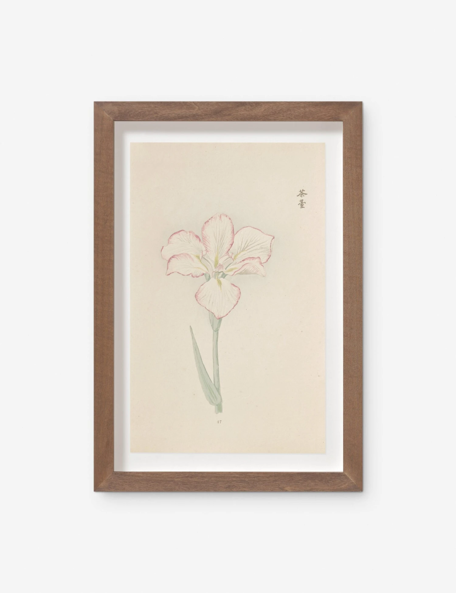 Vintage Japanese Iris No. 47 Wall Art By Miyoshi Manabu