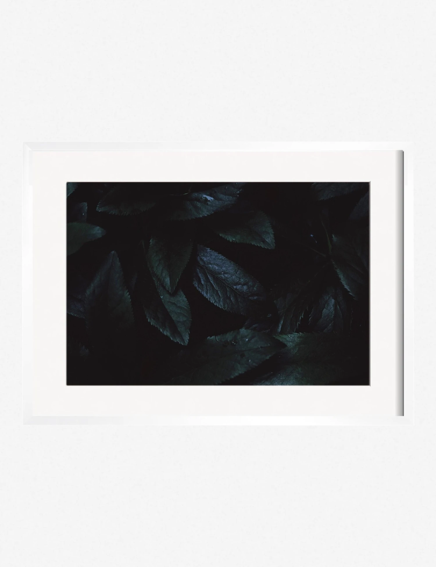 Still Life 3 Photography Print By Ashley Johnson - Image 5