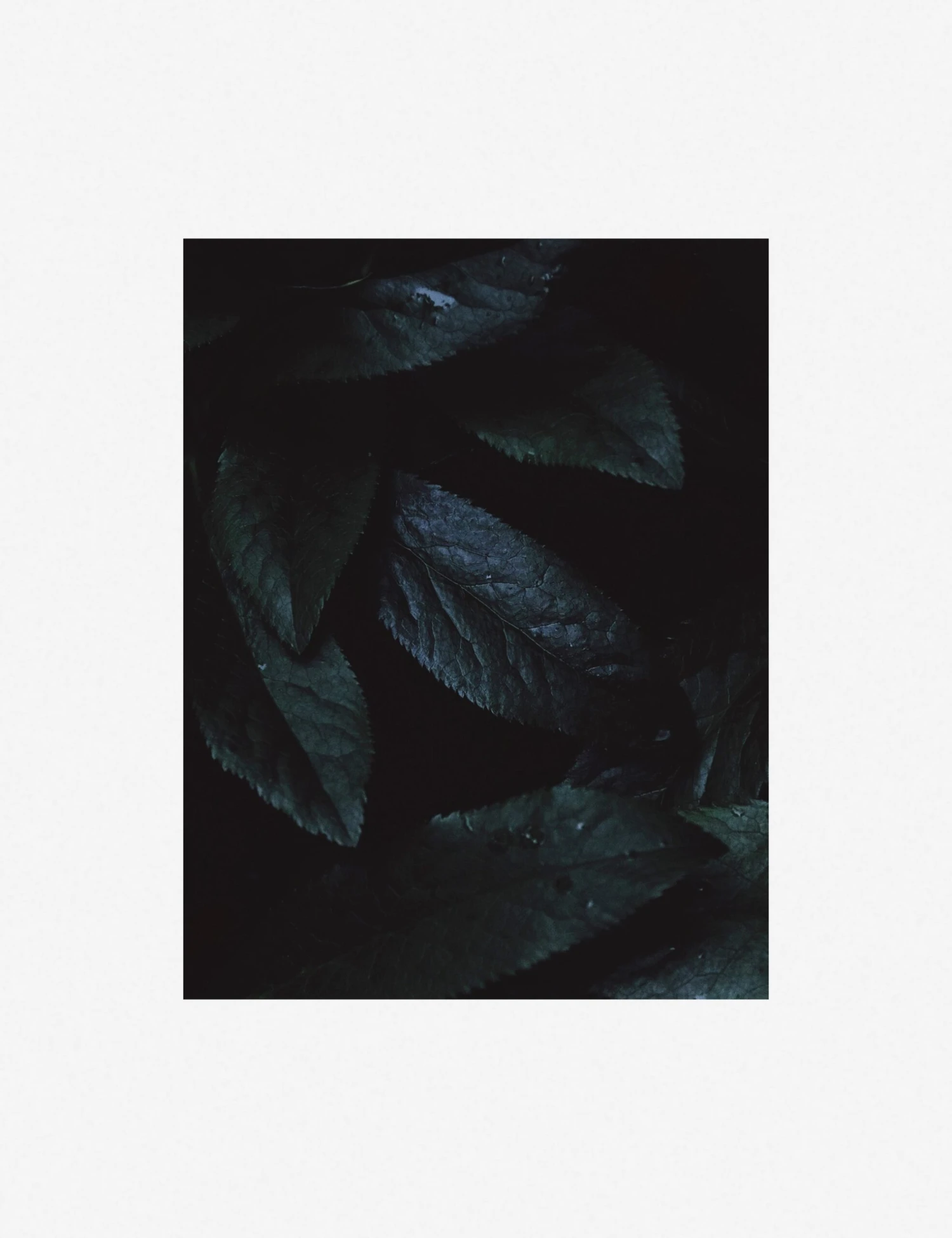 Still Life 3 Photography Print By Ashley Johnson - Image 6