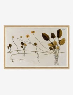 Flowering Plants II Wall Art By Franz Anton Von Scheidl