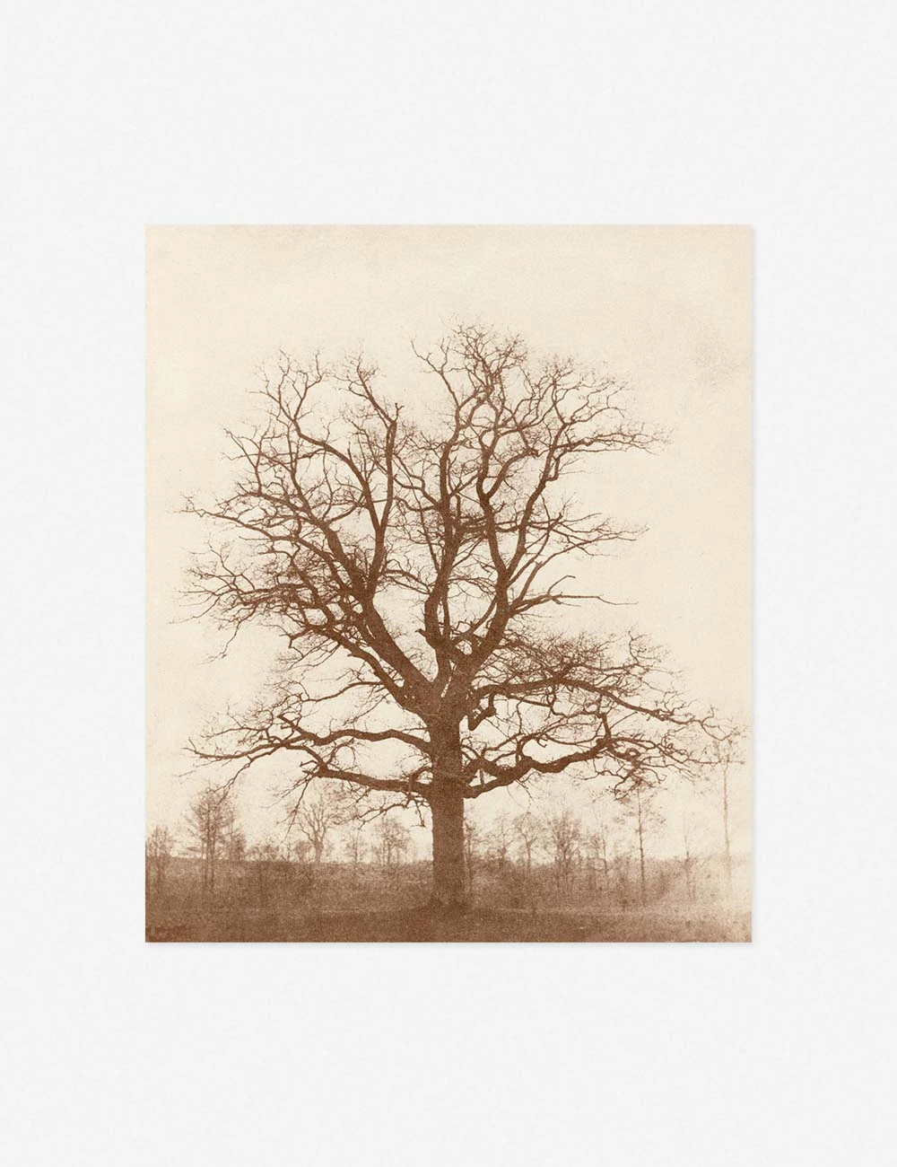 Oak Tree Print By William Henry Fox Talbot - Image 2